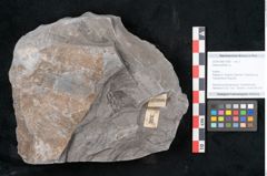 Foto (Objekt + Etikett) von Asterophyllites sp.  (NHMW-GEO-2024-0188-10990)